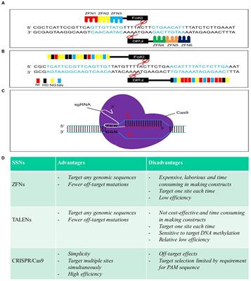 Precise Genome Modification via Sequence-Specific Nucleases-Mediated Gene Targeting for Crop Improvement